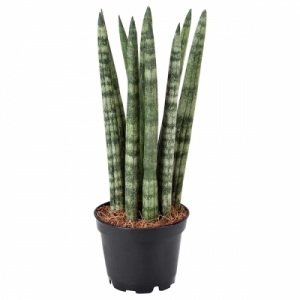 이케아 구매대행 이케몰,이케아 SANSEVIERIA CYLINDRICA 산세비에리아 쉴린드리카 식물, 다양, 6 cm (803.411.23),IKEA