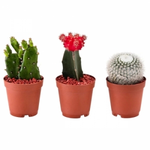 이케아 구매대행 이케몰,이케아 CACTACEAE 칵타세아에 식물, 다양, 6 cm (003.422.68),IKEA